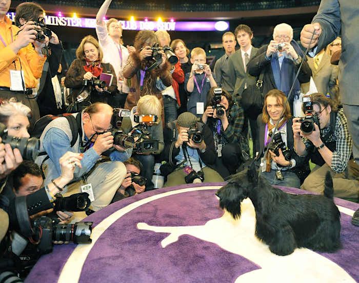 2010-Westminster_Dog.jpg